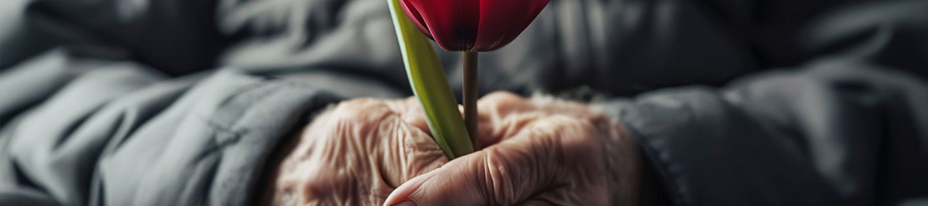 Red tulip in old male hands with Parkinson's disease close-up