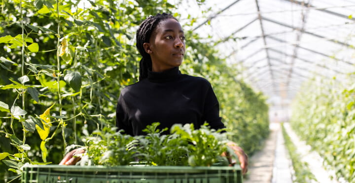 An adult pushes a cart of plants through a large greenhouse.